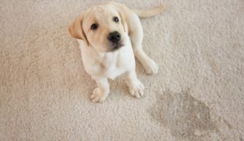 Dog On Carpet — Professional Carpet Cleaners in Gold Coast, QLD